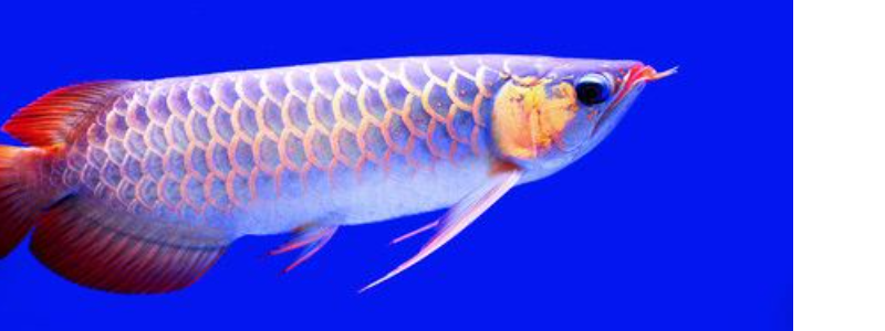 FISH FEED ONLINE store banner