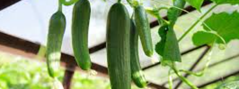 Home Garden Seeds store banner