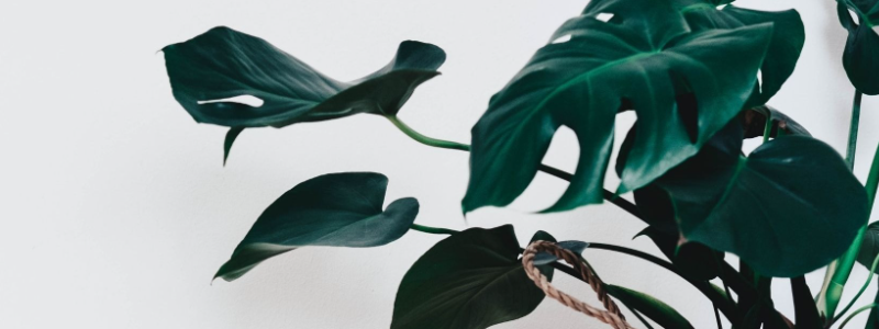 Golden Leaves store banner