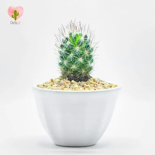 Natural Cactus Potted Plant - image 1