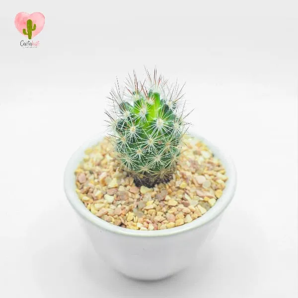 Natural Cactus Potted Plant - image 2
