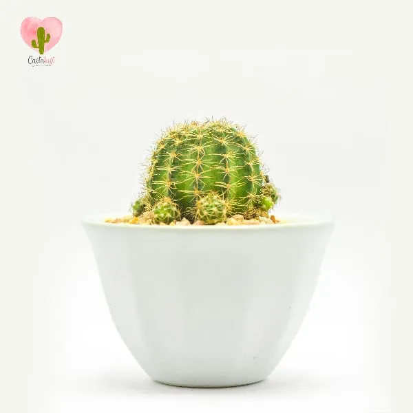 Natural Cactus Potted Plant - image 1