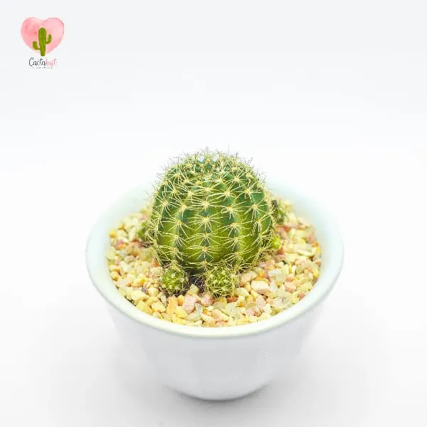 Natural Cactus Potted Plant - image 2
