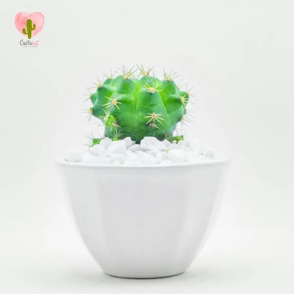 Natural Cactus Potted Plant - image 1