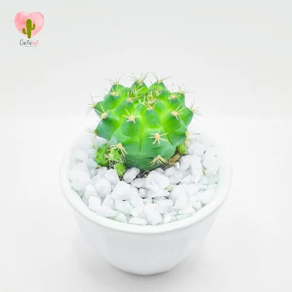Natural Cactus Potted Plant - image 2