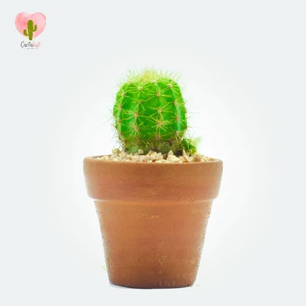 Natural Cactus Potted Plant - image 1