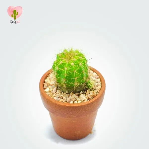 Natural Cactus Potted Plant - image 2