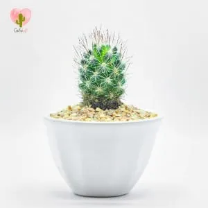 Natural Cactus Potted Plant
