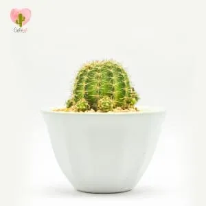 Natural Cactus Potted Plant