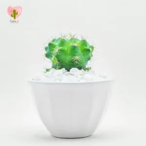 Natural Cactus Potted Plant