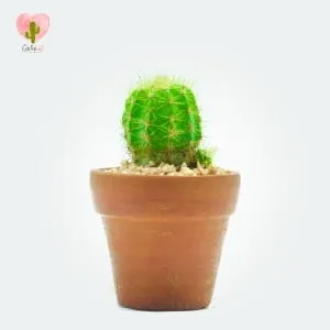 Natural Cactus Potted Plant