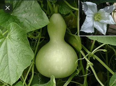Bottle Gourd seeds pack 10 seeds