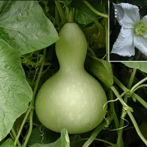 Bottle Gourd seeds pack 10 seeds