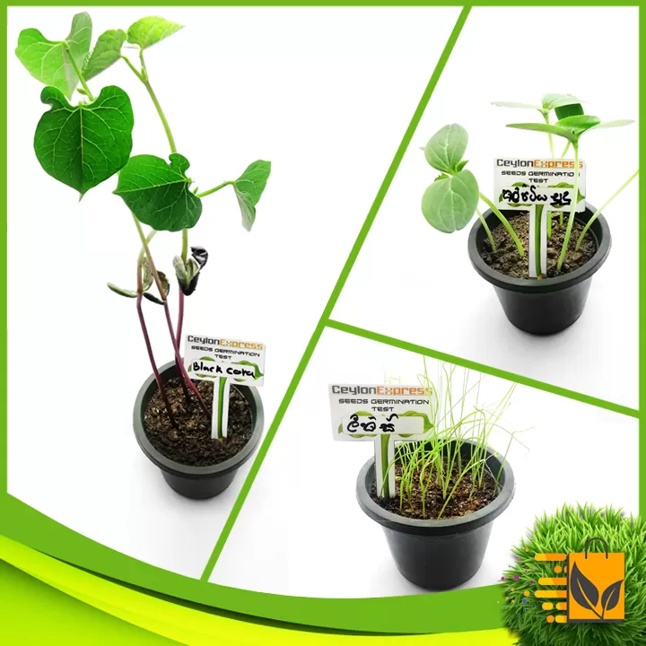 Premium Quality Vegetable Seeds 20 Random Packets - image 3