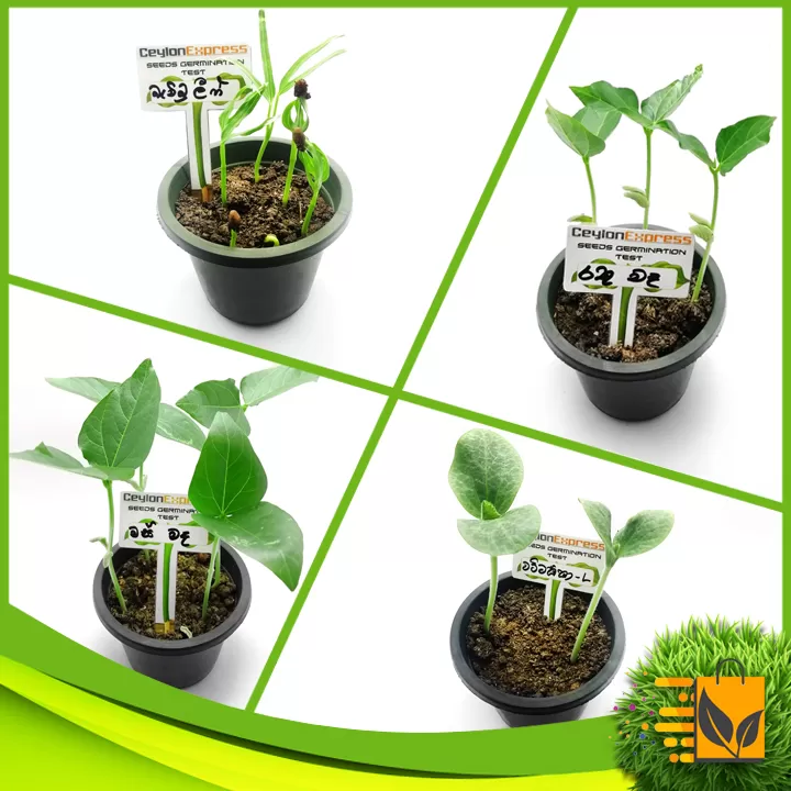 Premium Quality Vegetable Seeds 20 Random Packets - image 2