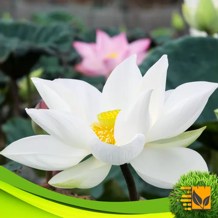 White Lotus Seed 10 PCs Potted Planting For Bonsai - image 6