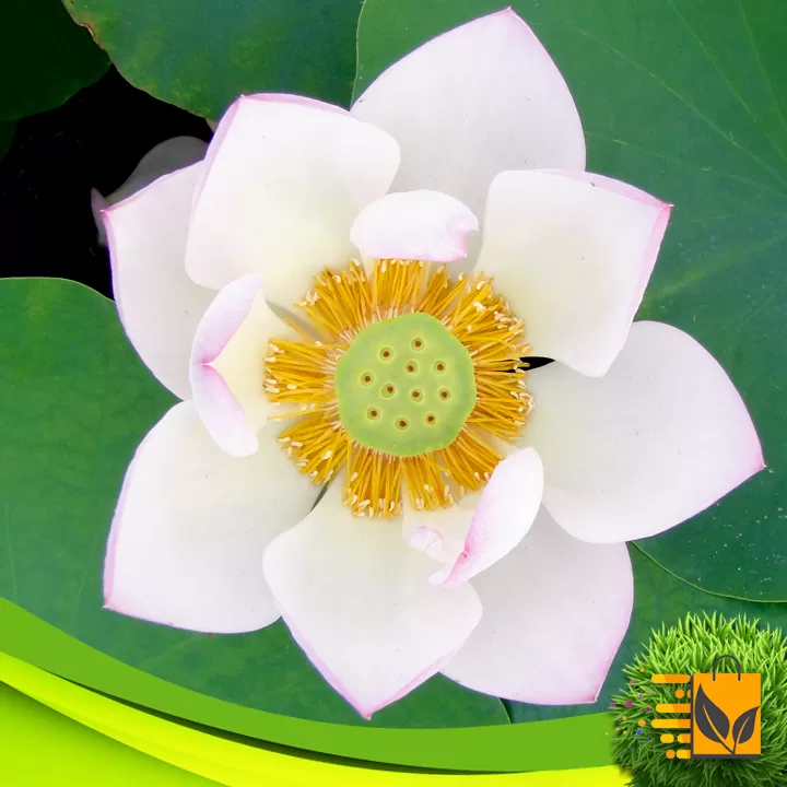 White Lotus Seed 10 PCs Potted Planting For Bonsai - image 7