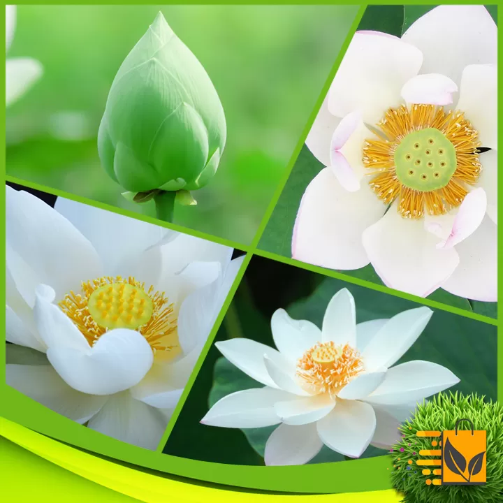 Export Quality White Lotus Seed 05 PCs Flower Seeds - image 5