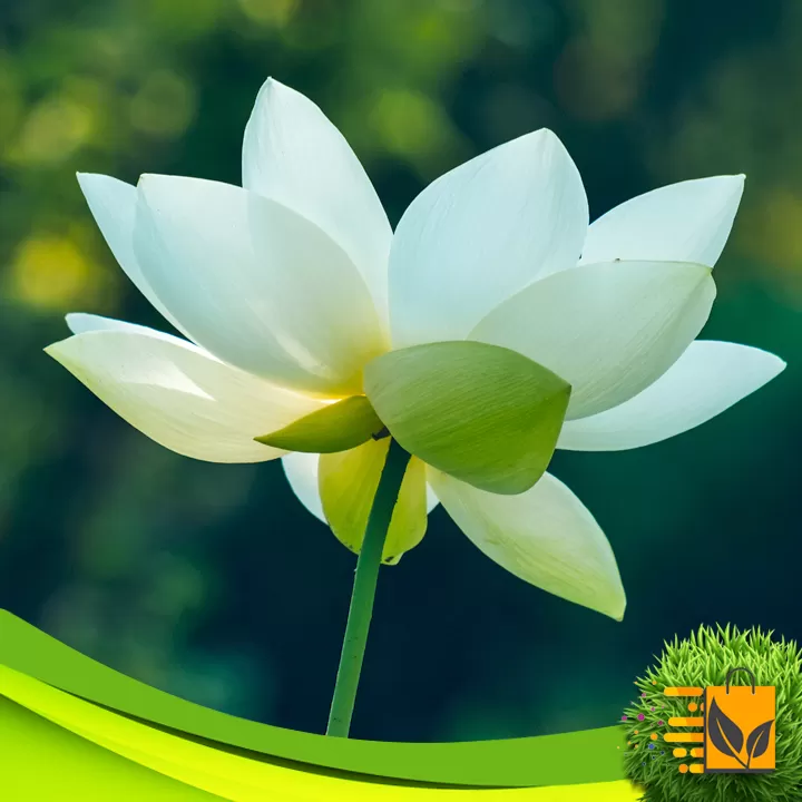 Export Quality White Lotus Seed 05 PCs Flower Seeds - image 6