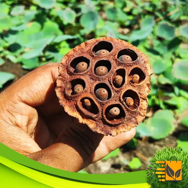 Export Quality White Lotus Seed 05 PCs Flower Seeds - image 7