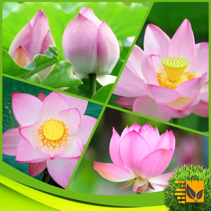 Red Lotus Seed 05 PCs Bonsai Flower Seeds Potted Plant - image 5