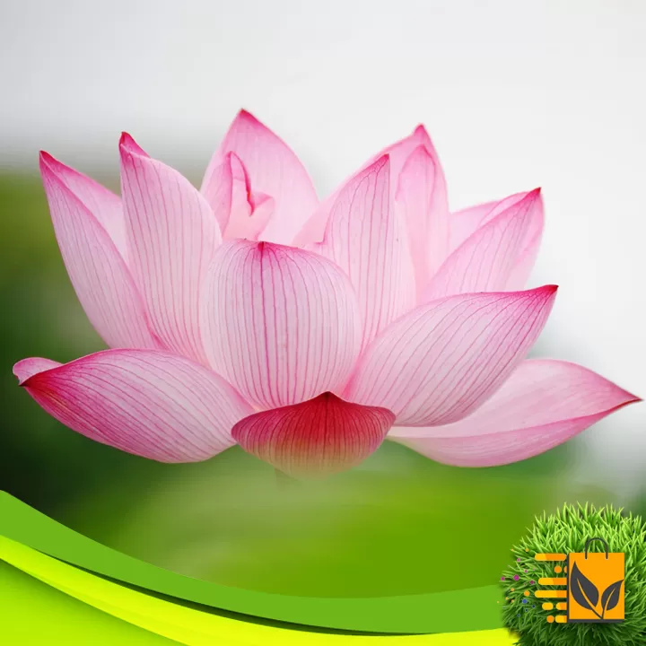 Red Lotus Seed 05 PCs Bonsai Flower Seeds Potted Plant - image 6