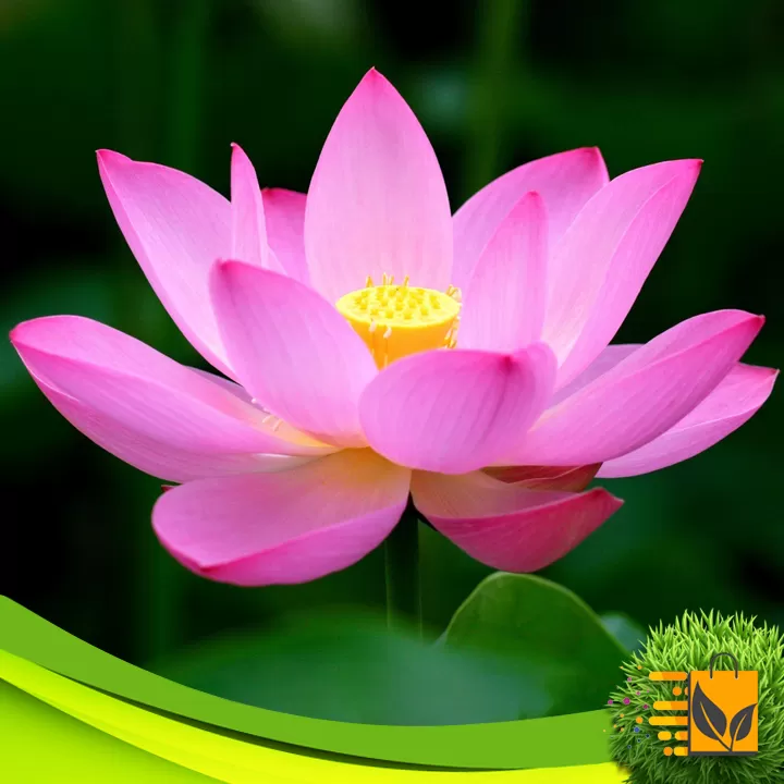 Red Lotus Seed 05 PCs Bonsai Flower Seeds Potted Plant - image 7