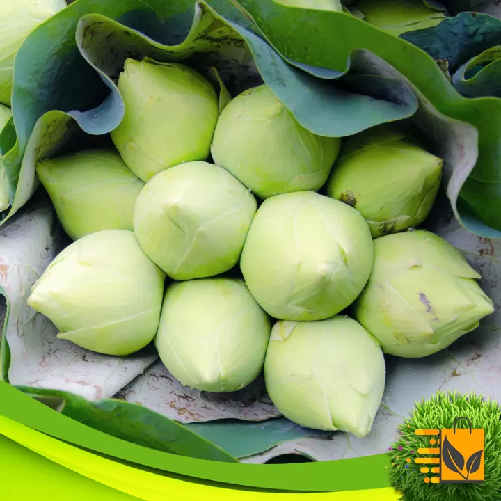 White Siyapath Lotus Seed 05 PCs Hybrid Flower Seeds - image 5
