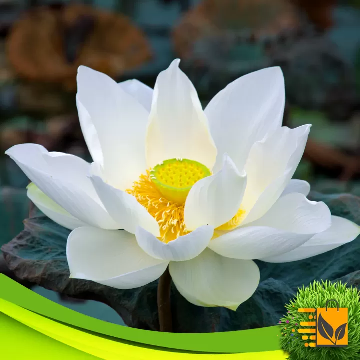 White Siyapath Lotus Seed 05 PCs Hybrid Flower Seeds - image 6