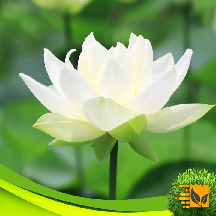 White Siyapath Lotus Seed 05 PCs Hybrid Flower Seeds - image 7