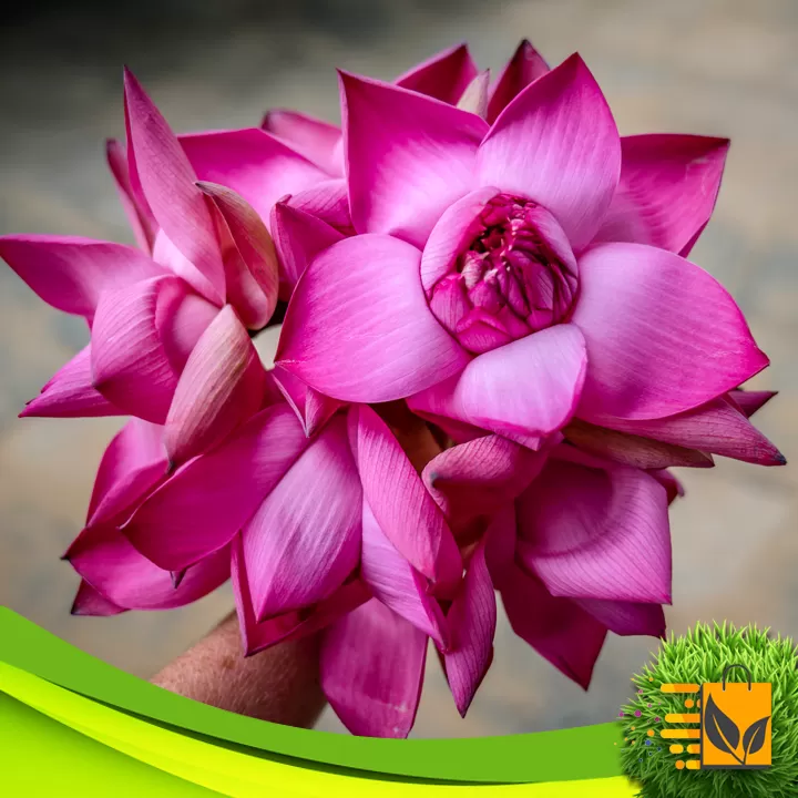 Red Siyapath Lotus Seed 10 PCs Hybrid Bonsai Flower Seed - image 5