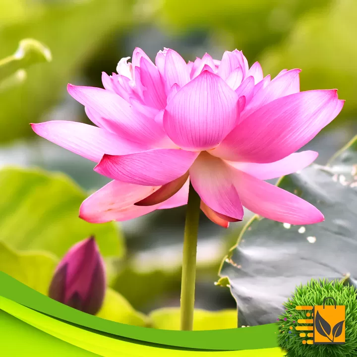 Red Siyapath Lotus Seed 10 PCs Hybrid Bonsai Flower Seed - image 6