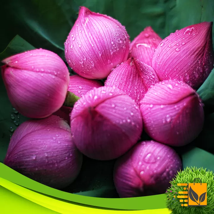Red Siyapath Lotus Seed 10 PCs Hybrid Bonsai Flower Seed - image 7