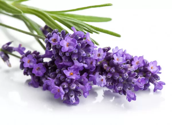 Lafresh Lavender Scrub 500ml Face & Body Scrub - image 5