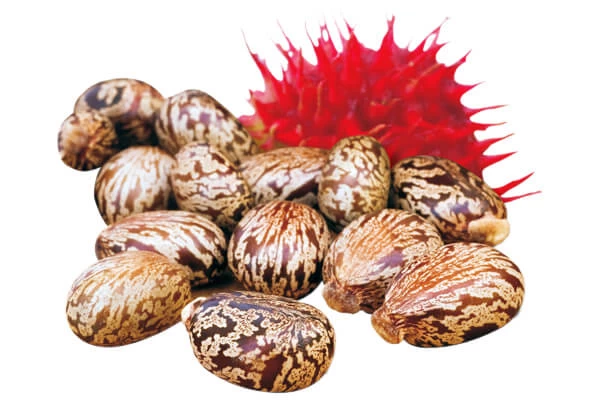 Niharti Castor oil 250ml ( Hair Skin Woman ) - image 2
