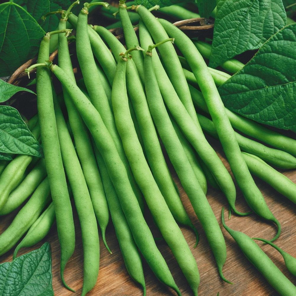 Generic Bush Beans Seeds 5g for Home Gardening - image 3