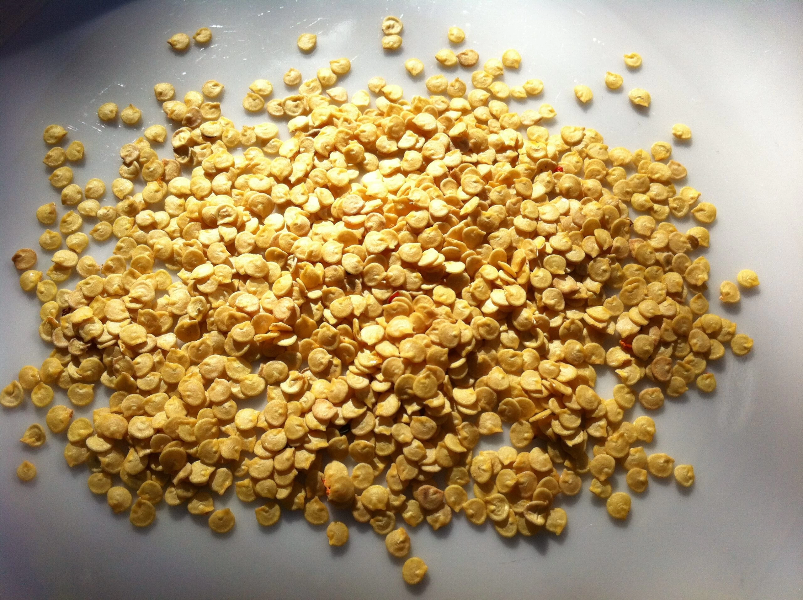 Generic MI-2 Chilli Seeds 0.5g - image 3