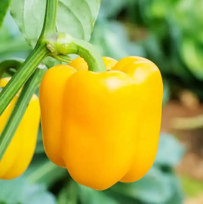 F1 Hybrid Bell Pepper Polaris Seeds 10 - image 2