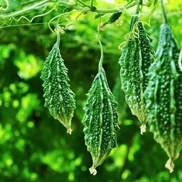 F1 Hybrid Bitter Gourd Seeds-5 - image 3