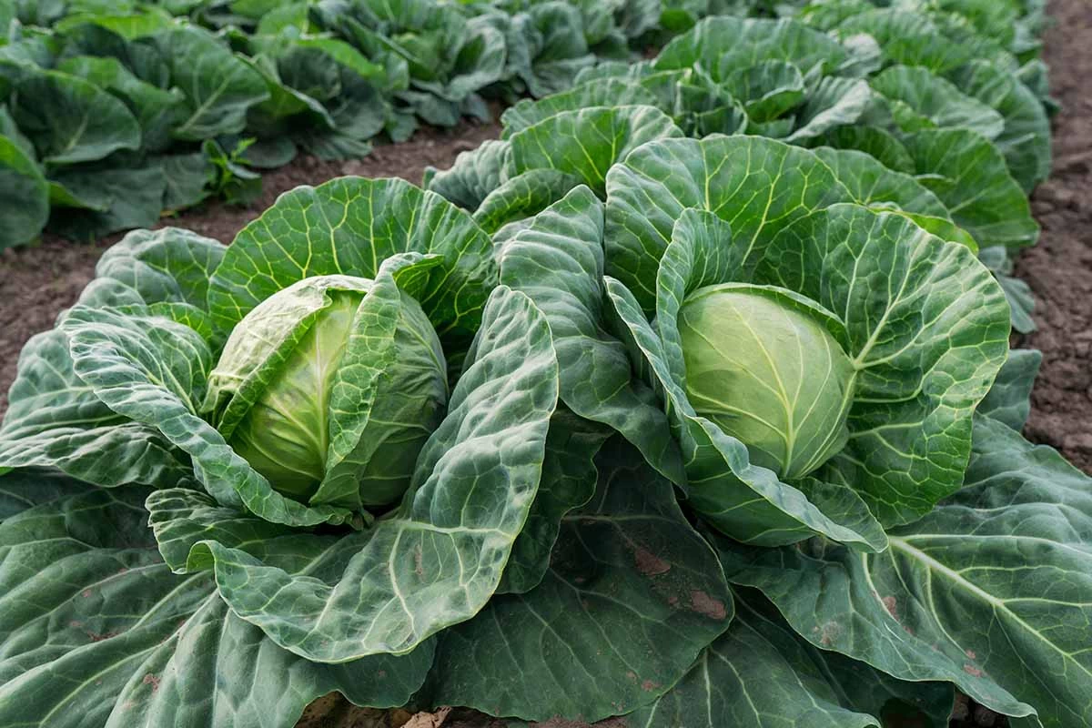 F1 Hybrid Cabbage Seeds 10g - image 3