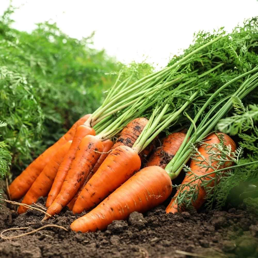 Generic F1 Hybrid Carrot Seeds 0.5g - image 2