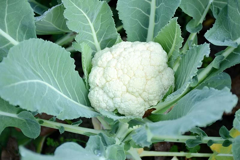 Generic F1 Hybrid Cauliflower Seeds 25 - image 3
