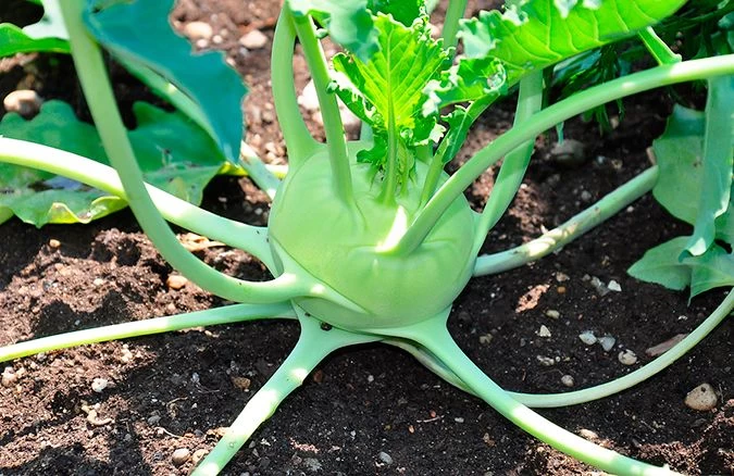 Indam F1 Hybrid Knol Khol Seeds 5g - image 3