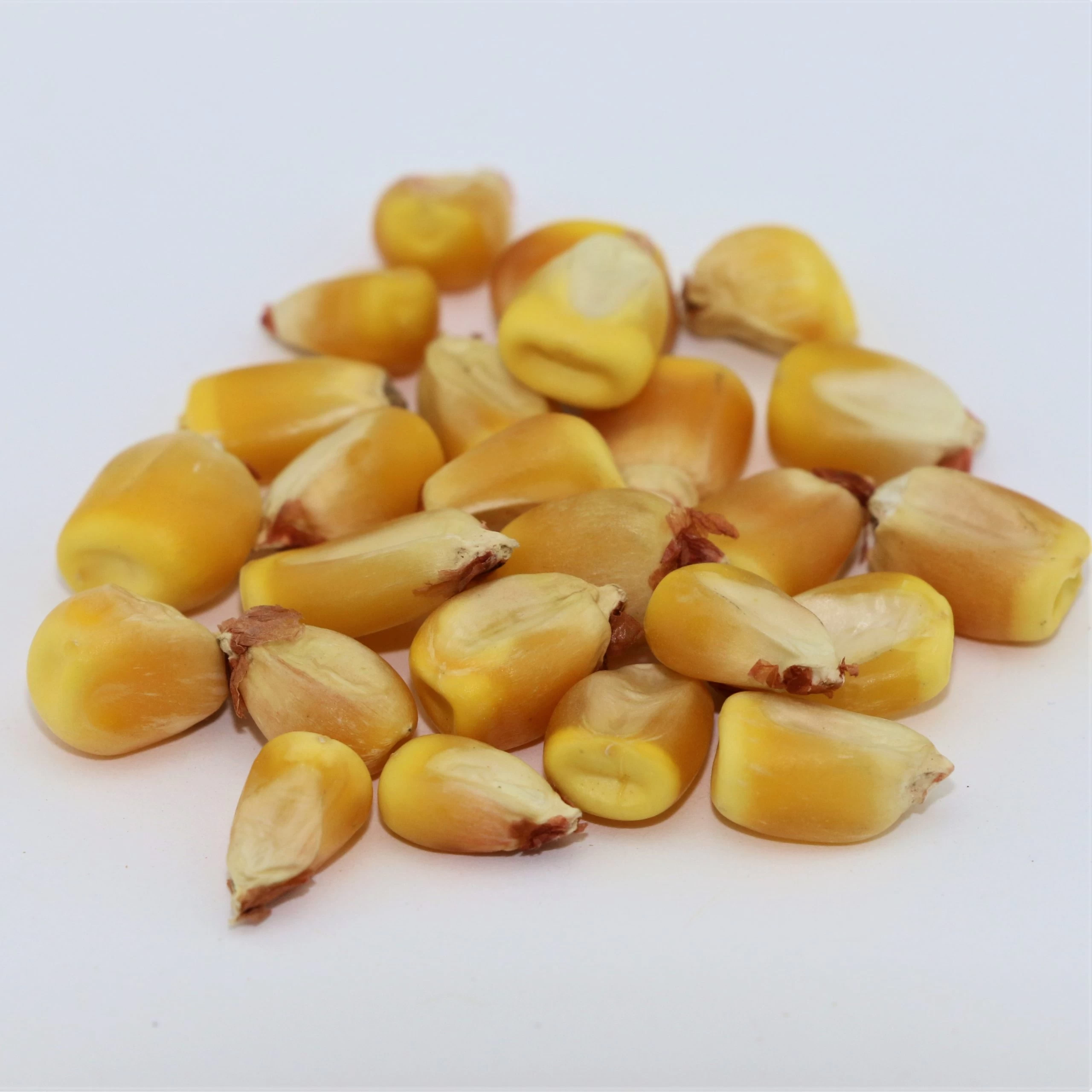 F1 Hybrid Maize Seeds 25 - image 2
