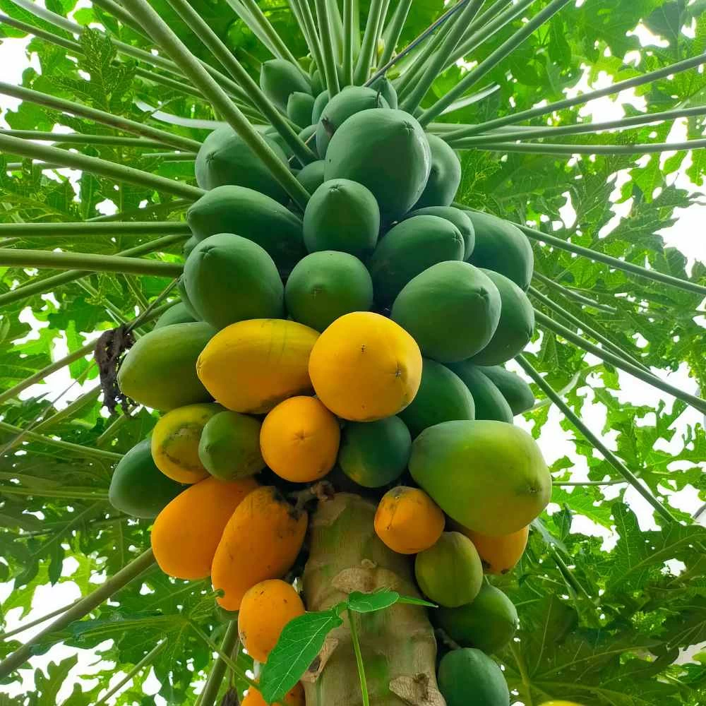 F1 Hybrid Papaya No 01 Seeds 5g - image 3