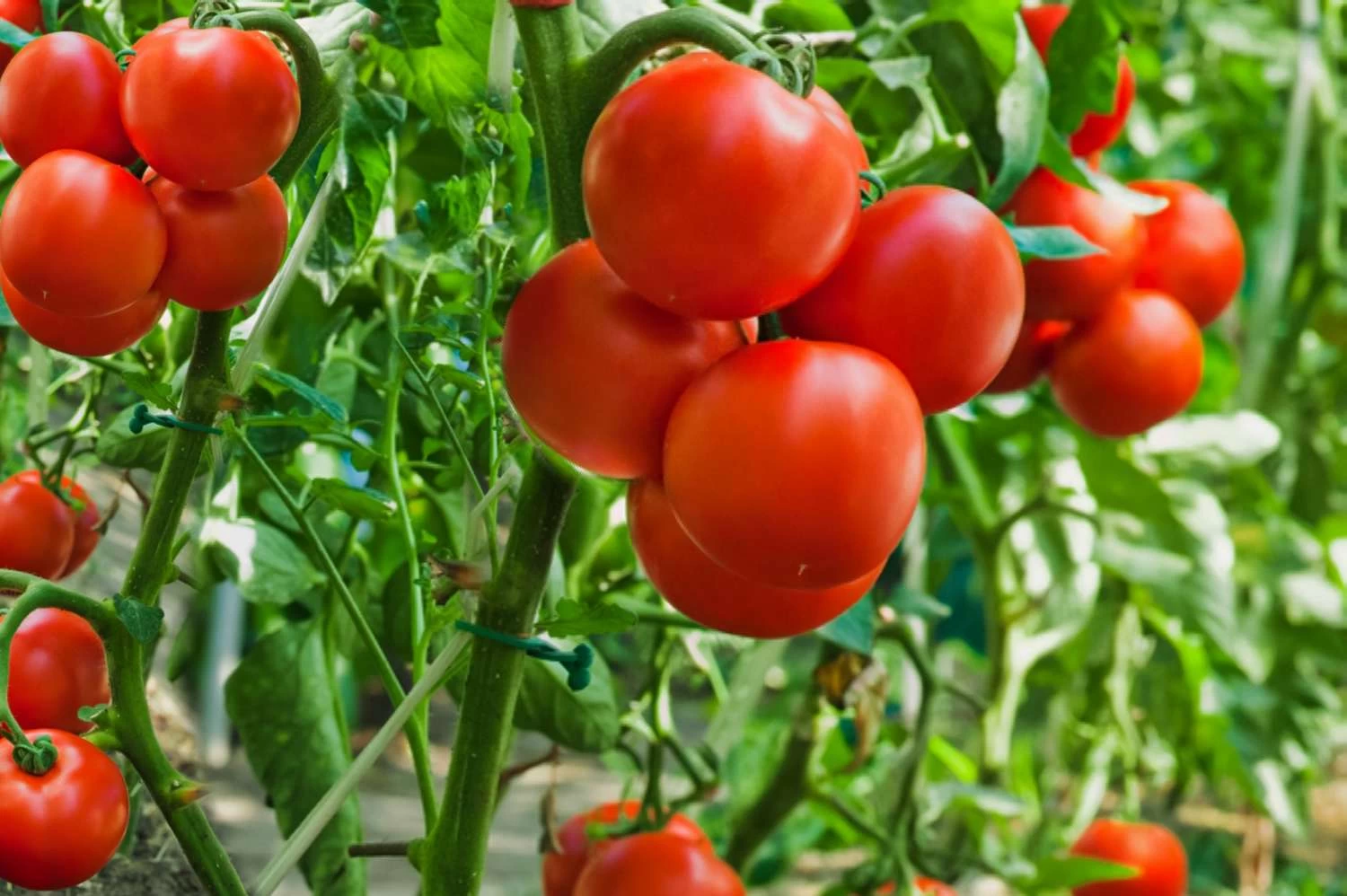 Generic King Kong F1 Hybrid Tomato Seeds - image 3