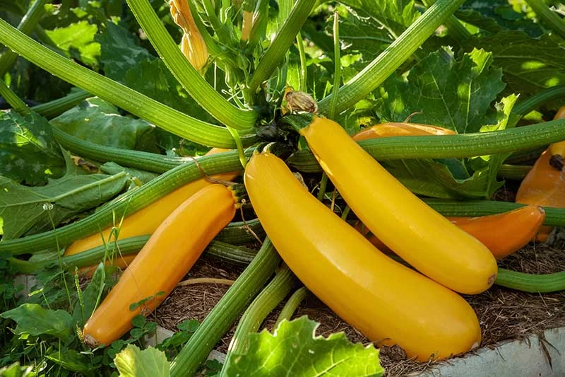 F1 Hybrid Zucchini Jemmy Summer Squash Seeds 10g - image 3
