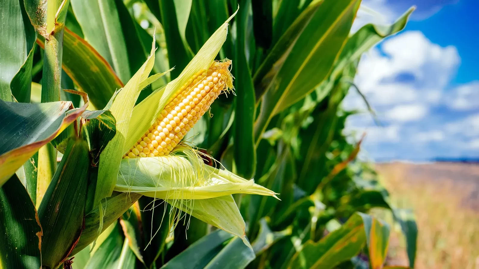 Maize GT 709 Seeds for Home Gardening 100g - image 3