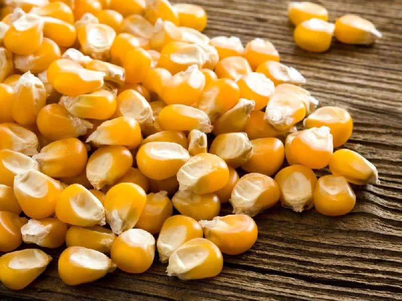 Maize GT 709 Seeds for Home Gardening 100g - image 4