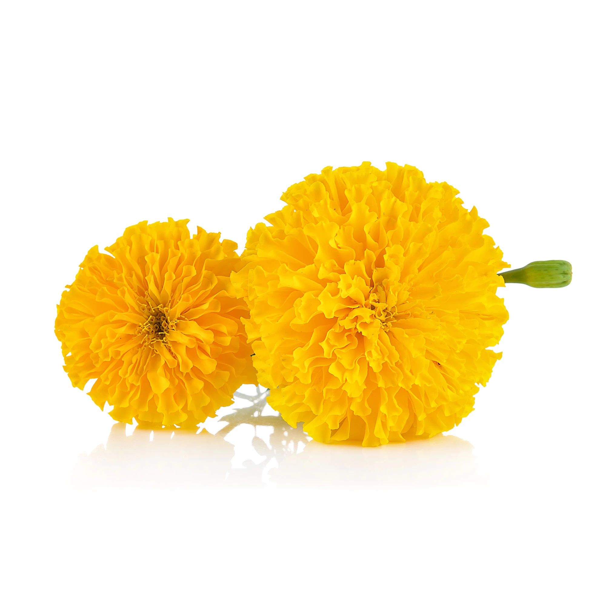 Marry Gold Seeds 0.5g Home Gardening